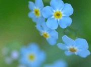 脳を保護して多疾患に効果