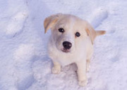 脊髄損傷犬が歩けるように