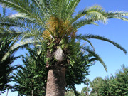 慢性心不全患者へのスタチン投与で明らかな予後改善効果は確認できず