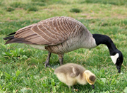 未来のパパも食生活に要注意