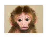 卵子の段階で難病を治療