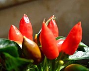 おなかの脂肪を唐辛子で撃退