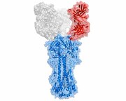 新抗体に万能ワクチンの期待
