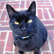 黒色腫の治療に飛躍的進歩