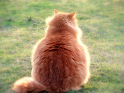 ストレスでお腹に脂肪が