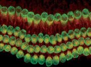 薬で聴覚の回復が可能に？