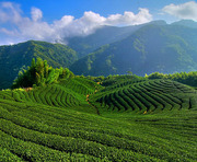 緑茶の乳がん予防機序，解明へ