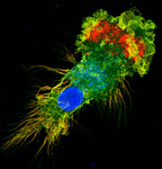 注射が嫌なら飲むヨーグルト