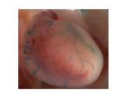 匂いを嗅いで血圧を調節？