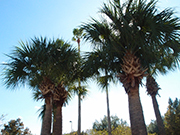 感染性心内膜炎に対する早期手術が，従来の薬物治療よりも塞栓イベントを抑制