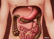 微生物が肥満を促進